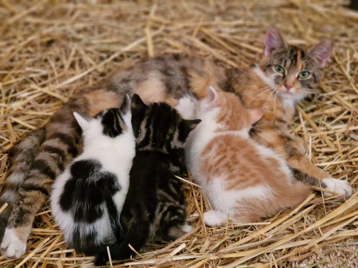 Wenn niemand hinschaut: 300&nbsp;000 verwilderte Katzen in der Schweiz