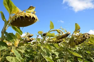 Dank grösserer Nachfrage und genügender Verarbeitungsmöglichkeit sind neue Produzenten von Sonnenblumen oder Flächenerhöhungen möglich.
