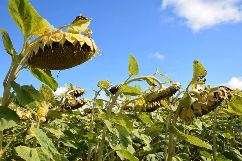sonnenblumen_SJH Sonnenblumen sind pflegeleichter als Raps und immer gefragter