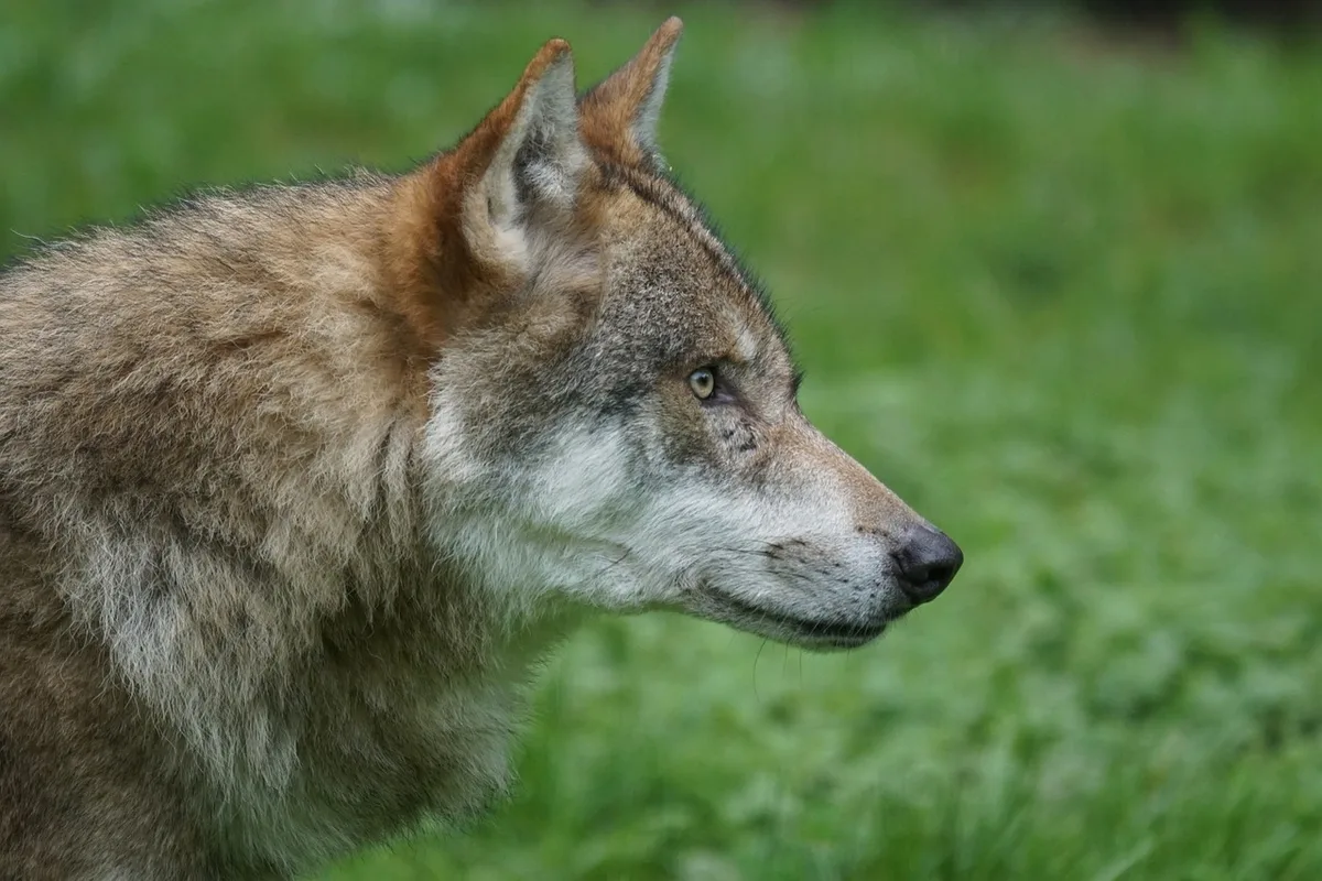 wolf_marcel_langthim Walliser Wildhut erlegt Wolf in Region Brigerberg-Ganter