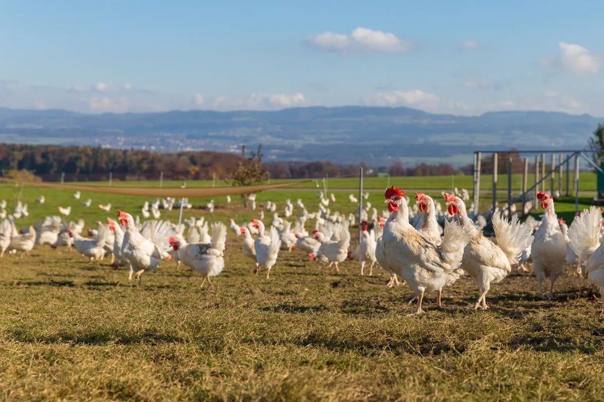 Eine Herde Legehennen steht auf der Wiese