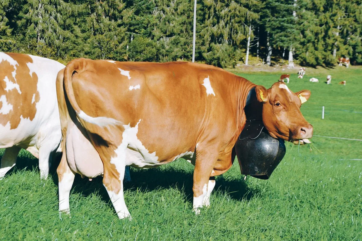 962e2e8d69b9fab88081339da668cfc43c39ced1 Eine robuste und leistungsfähige Swiss-Fleckvieh-Kuh ist gefragt. Diese soll aber nicht nur schön sein, sondern auch langlebig, mit einer guten Fruchtbarkeit und tiefen Zellzahlen.(Bild Peter Fankhauser)
