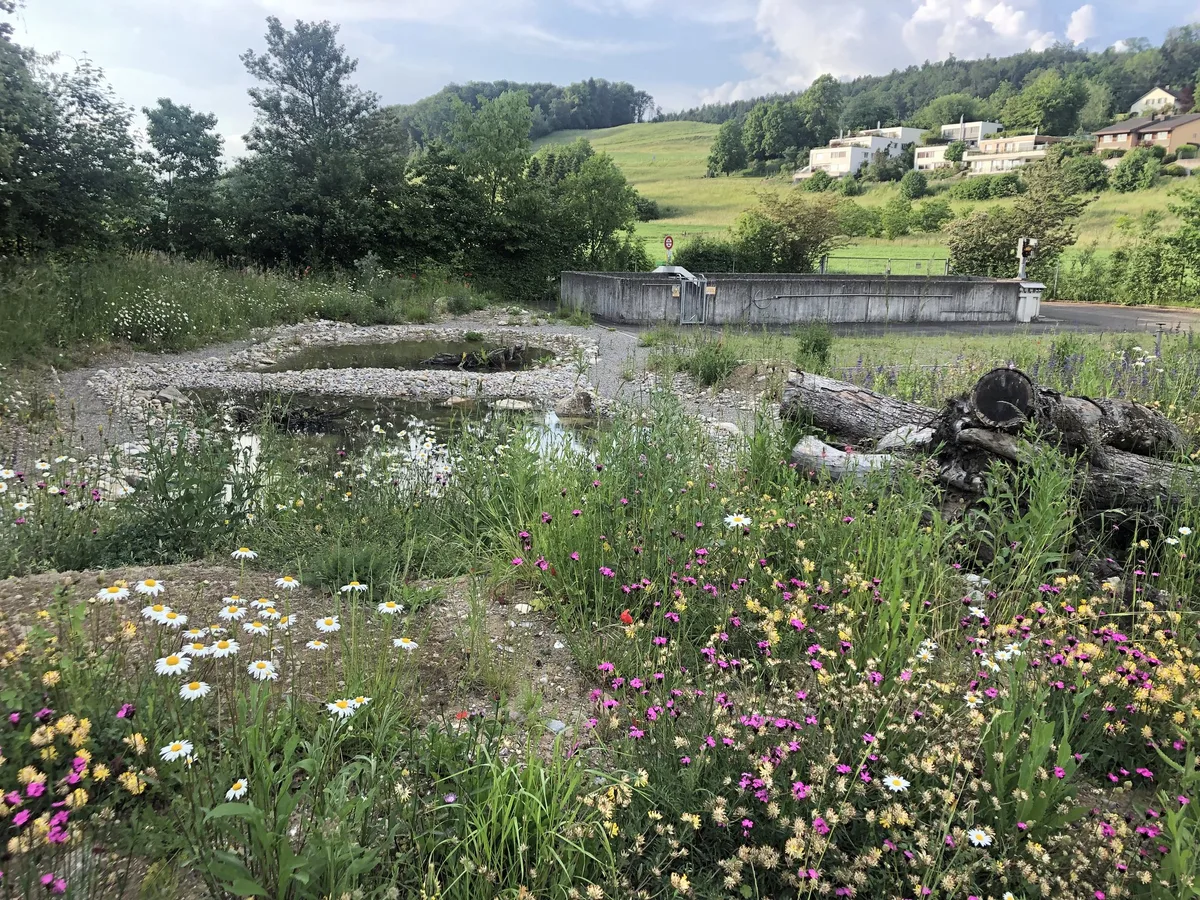 Birdlife Schweiz realisiert 150 Naturschutzprojekte