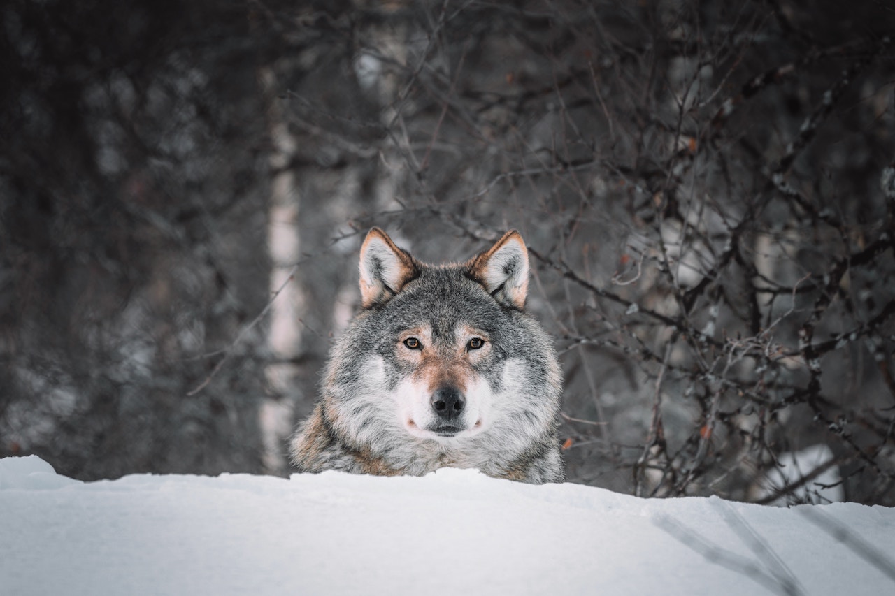 Umweltverbände stoppen Wolfsabschüsse in Graubünden und Wallis