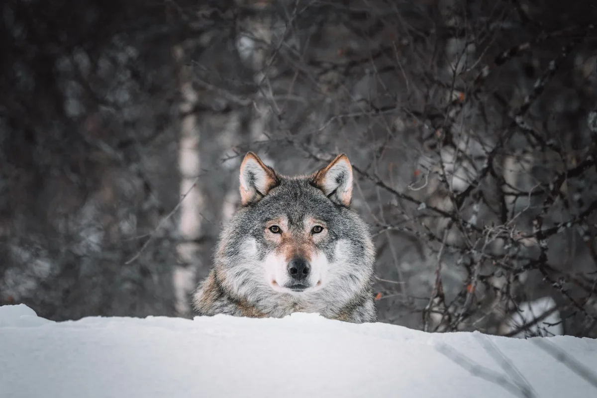 Umweltverbände stoppen Wolfsabschüsse in Graubünden und Wallis