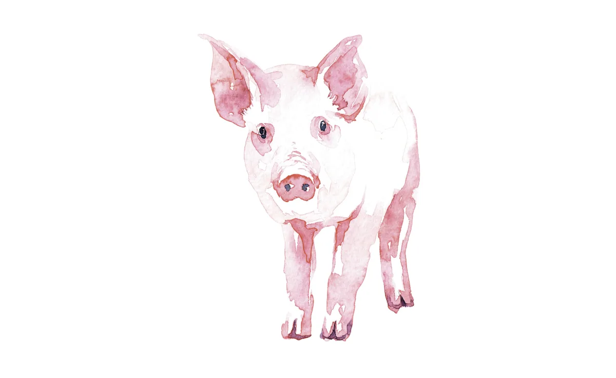 ferkel_schwein_zeichnung Zeichnung eines Ferkels.