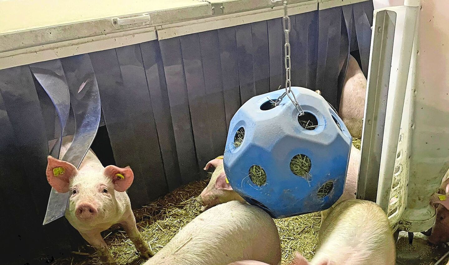 Die Ferkel arbeiten das Heu heraus und sind so beschäftigt. Das Material sollte frisch und von guter Qualität sein.