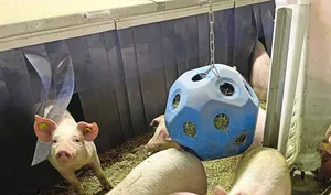 Die Ferkel arbeiten das Heu heraus und sind so beschäftigt. Das Material sollte frisch und von guter Qualität sein.