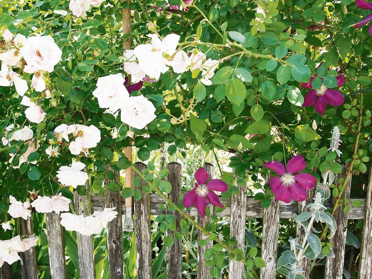 a3c3e8b7fb5774fa7fc2fff91fb1486cab58f3f6618d05a19c60a5bf9dc90560 Kletterrosen und Clematis haben unterschiedliche Kletterstrategien. Die beiden Pflanzen lassen sich trotzdem gut kombinieren.