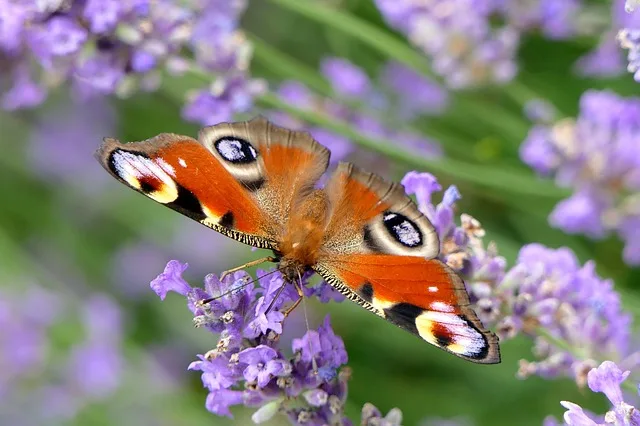 d841e61e89646a3e475fbaf3eb5041067c99b85e Das Insektensterben ist ein grosses Thema. Lösungen sind gesucht – auch für den Pro Natura-Preis. (Bild Pixabay)