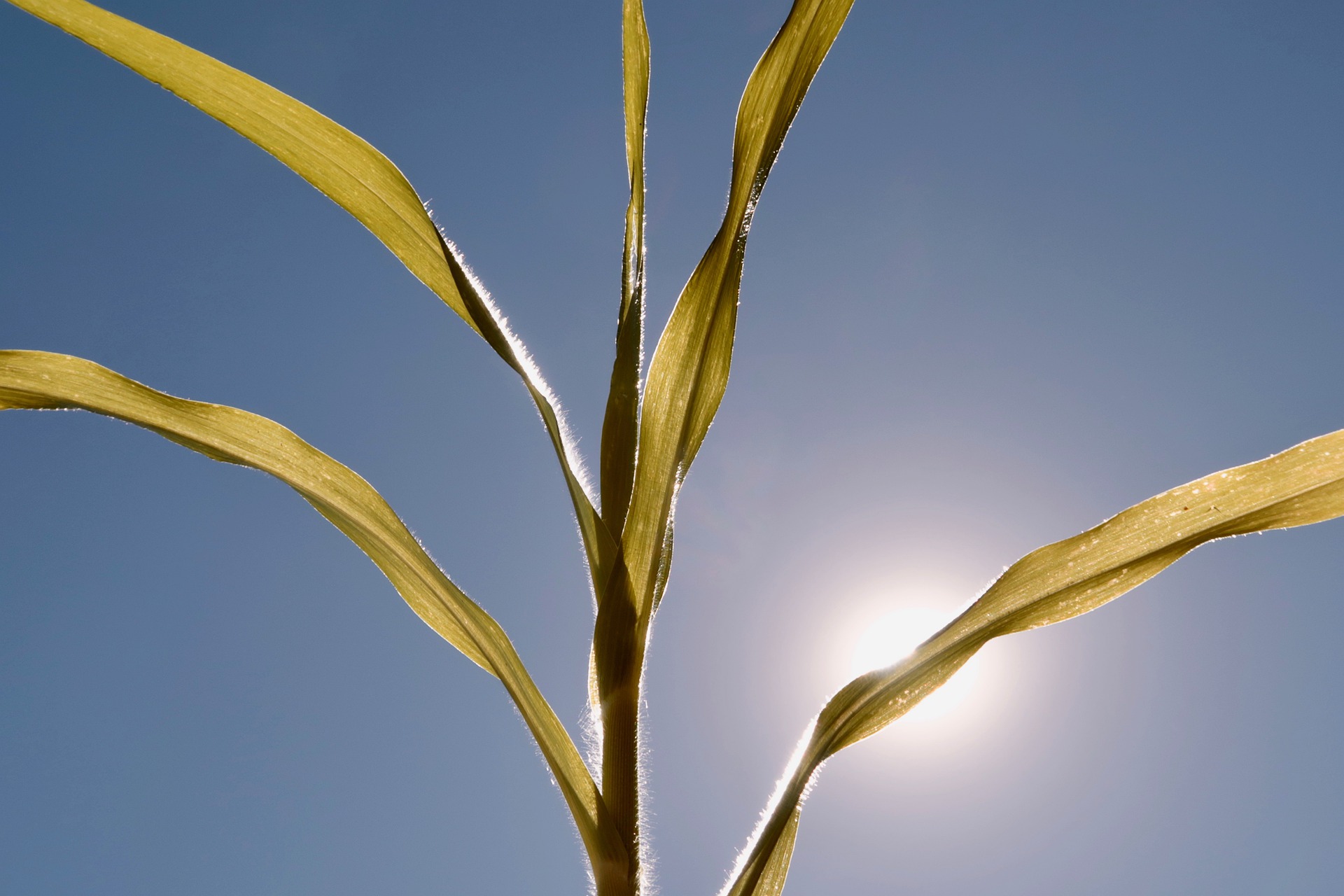 Der Sommer 2022 könnte ein Vorbote für künftige Sommer sein