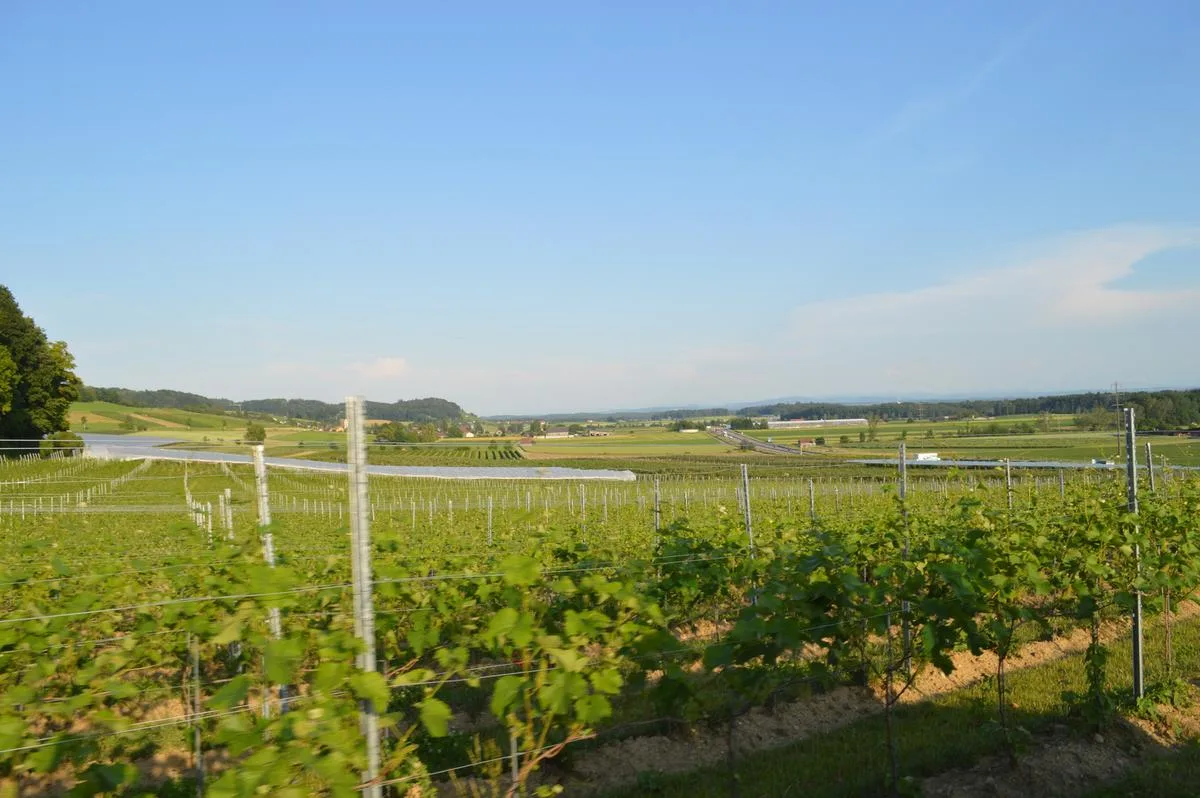 weinberg_asa Risikobereite Landwirte investieren beim Pflanzenschutz eher in die Prävention