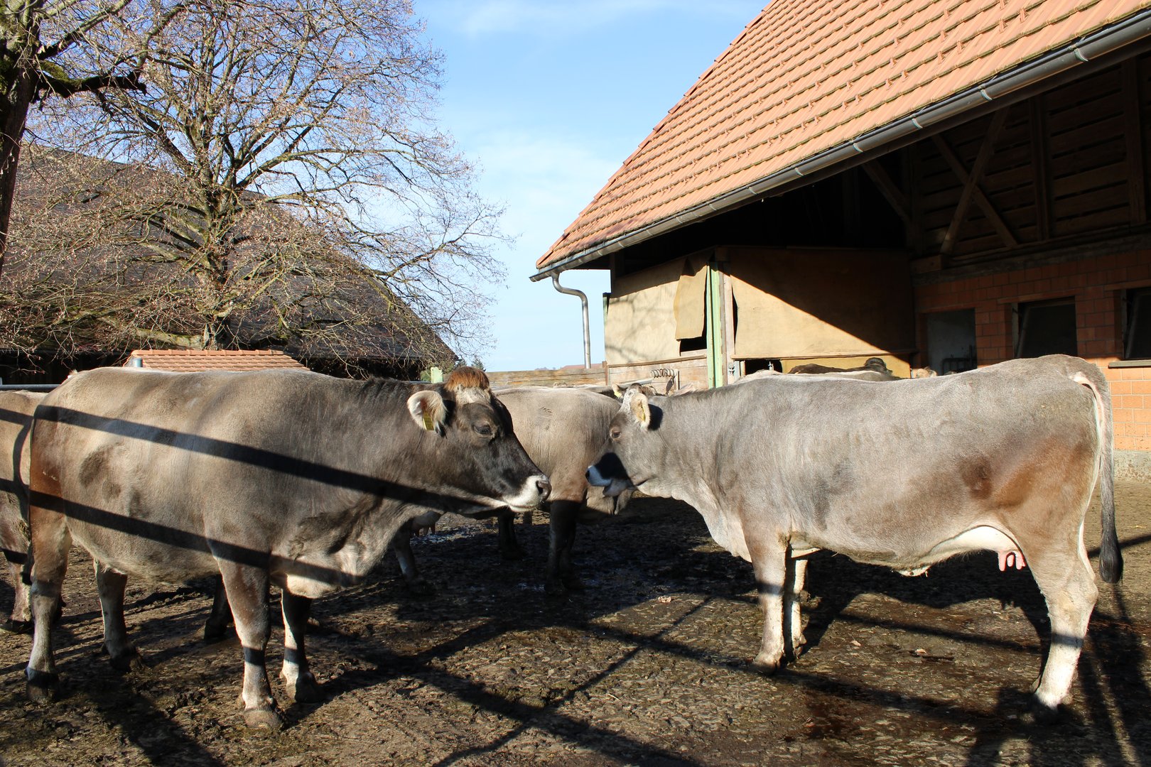 Immer wieder etwas Neues ausprobieren: Saisonale Abkalbung und neue Betriebszweige auf dem Biohof Hohweid