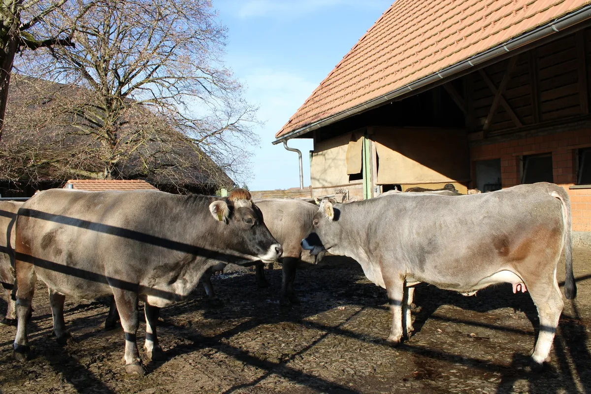 IMG_0520 Immer wieder etwas Neues ausprobieren: Saisonale Abkalbung und neue Betriebszweige auf dem Biohof Hohweid