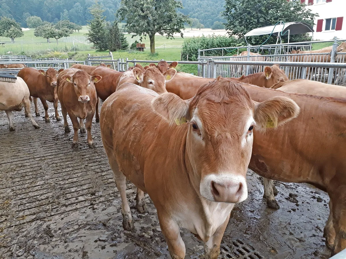 da417b3c4fc9f3d82c0543c593e50c1456731924 Die Rinder und Ochsen auf dem Betrieb Gschwind werden ausgemästet, bis sie das erforderliche Schlachtgewicht für Weide-Beef oder den IP-Suisse-Kanal erreicht haben. (Bild bma)