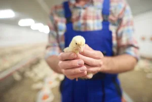 Bislang werden jährlich Millionen männliche Küken direkt nach dem Schlüpfen getötet, weil sich ihre Aufzucht nicht lohnt. (Bild Fotolia / Anna Bizon)