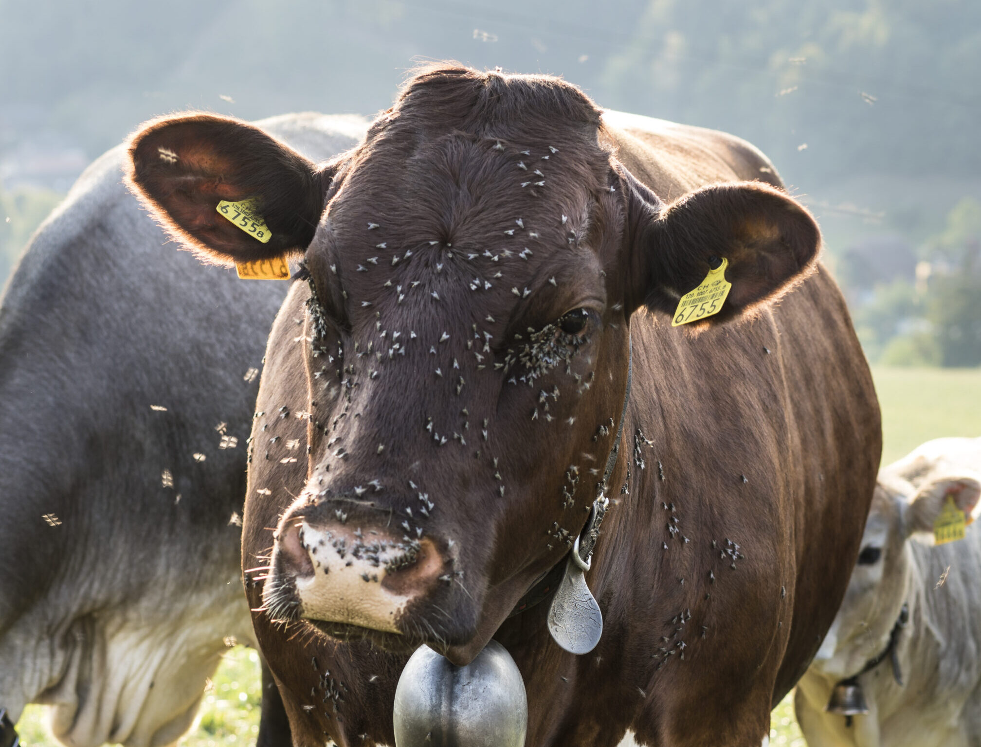Die Fliegenplage belastet die Rindergesundheit. Viele Tierhalter klagen über entzündete Augen. Ganz schlimm ist es, wenn es zu Pink Eye kommt.