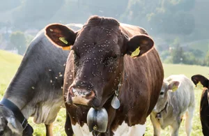 Die Fliegenplage belastet die Rindergesundheit. Viele Tierhalter klagen über entzündete Augen. Ganz schlimm ist es, wenn es zu Pink Eye kommt.