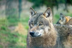 In der Waadt fährt man im Umgang mit dem Wolf mehrgleisig, mit besserer Entschädigung, mehr Unterstützung in Form von Helfern, Überwachung der Grossraubtiere und mehr Personal bei der Wildhut.