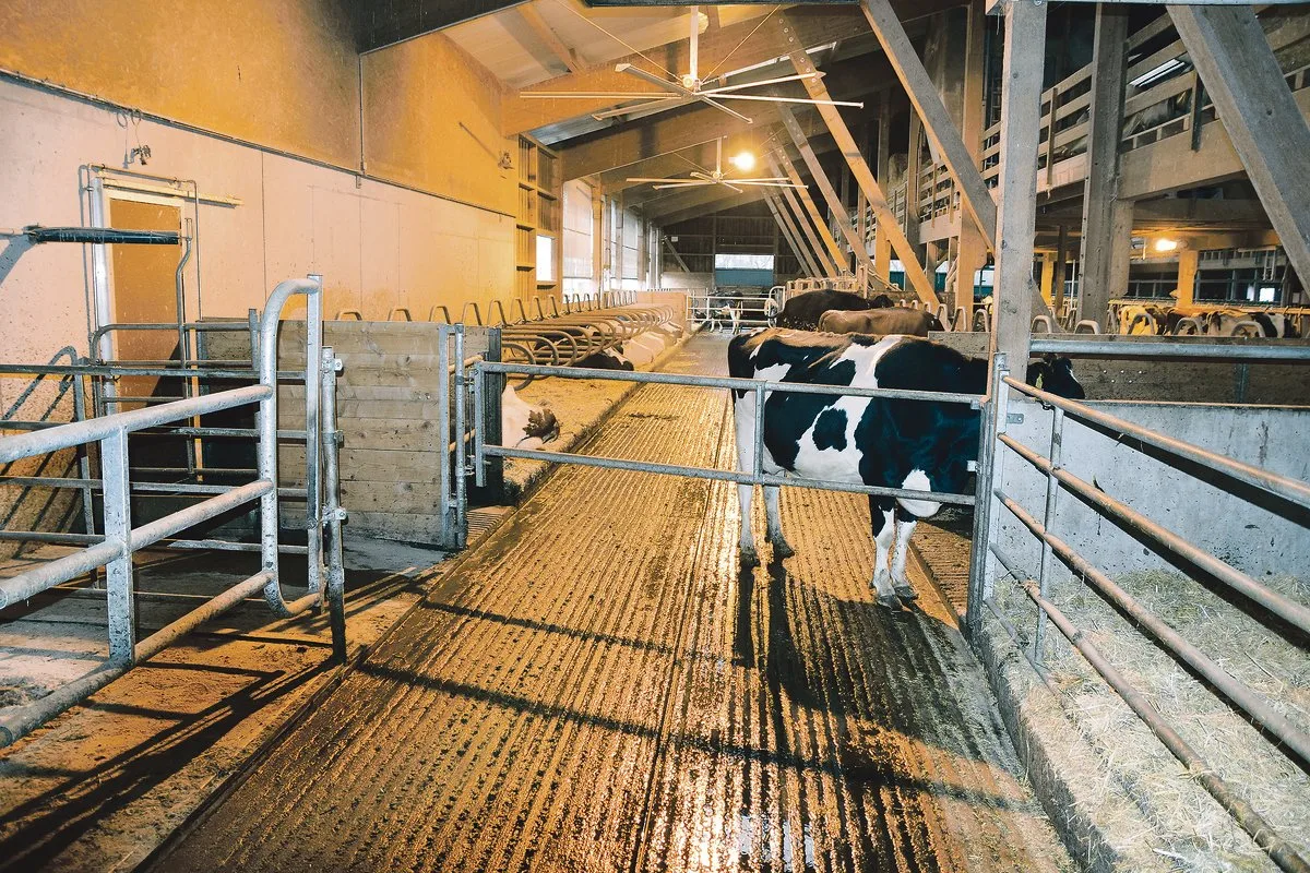 8c4def5f6738d38511872e04e89cc950d16728ac Damit sich die Kühe wohl fühlen, sollte der Stall einiges bieten: Genügend gross, rutschfeste Böden, viel Licht und gute Luft. (Bild Peter Fankhauser)