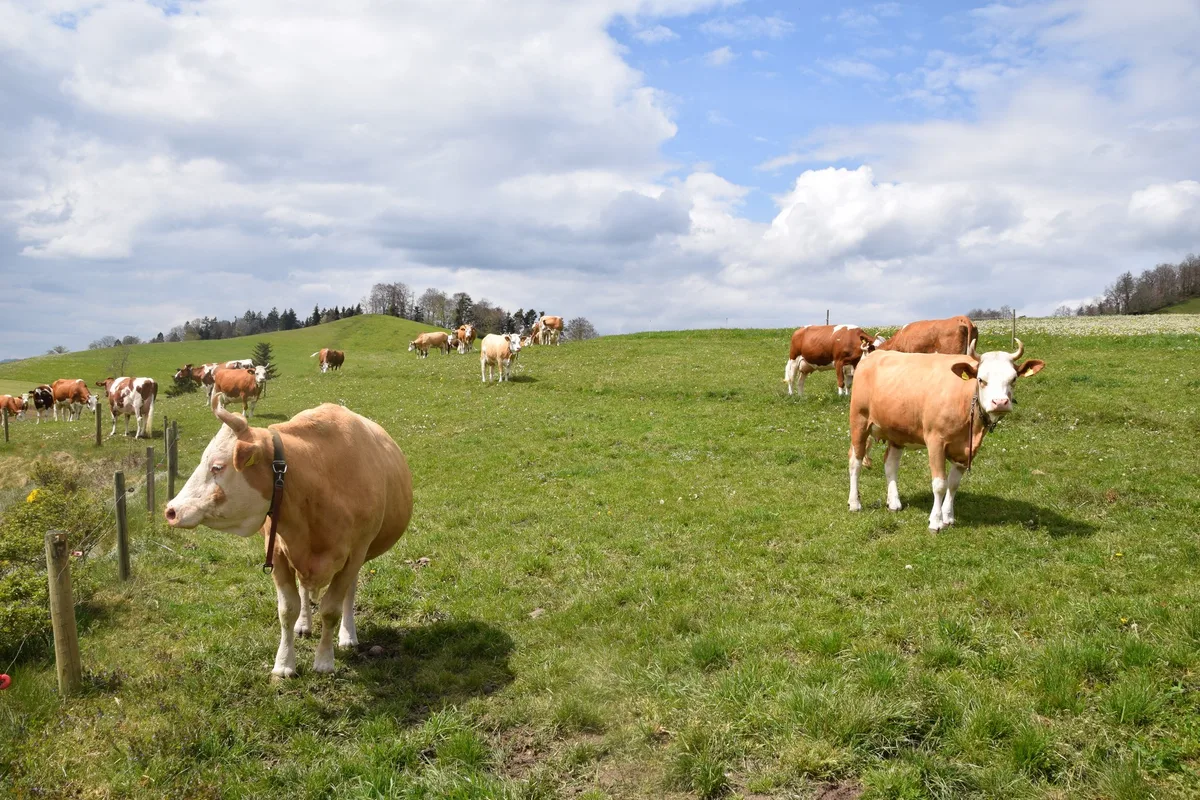dsc_0025_milch Die Milchwirtschaft in Zahlen