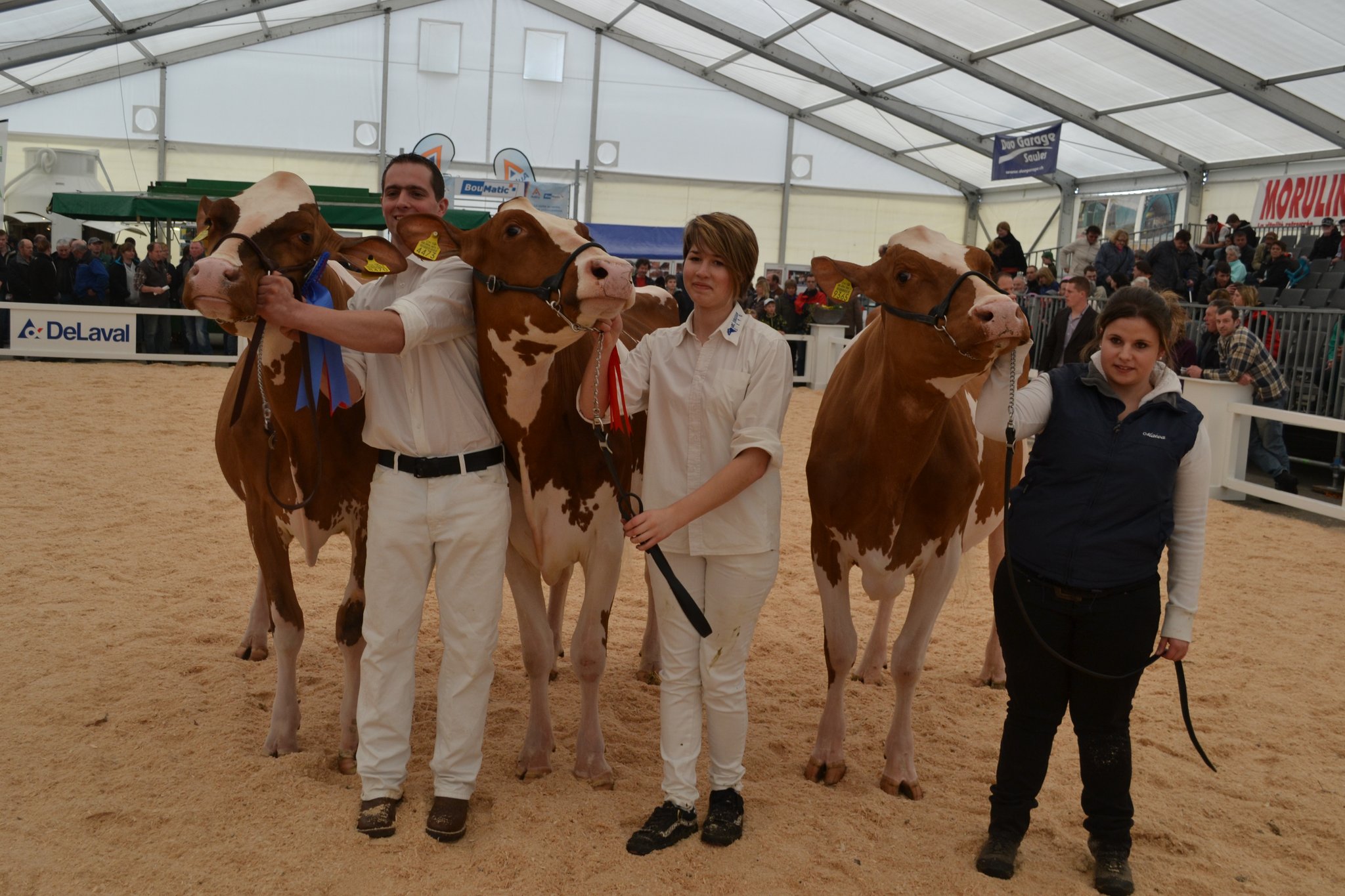 Junior-Championwahl Red Holstein (v. l. n. r.): Schopfred Hvezda Kesha (Championne), Eric Schopfer, Môtiers NE. Adventure Ramine (Reserve), von Marco und Célien Frésard aus Le Bémont JU. Und Les Gross Robin Havanne (Mention), Roger Grossnniklaus aus Eschert BE.