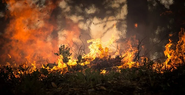 d26da13cf4451ea4cbc62c754656d90a77ec96e2 Die SP will gegen die Zerstörung des Regenwalds vorgehen. (Symbolbild Pixabay)