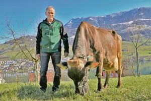 Urs Landolt hat viel Freude an wirtschaftlichen Tieren wie Alibaba Adriana. Sie wurde 2012 Miss Rind und hat heute schon über 60 000 Kilo Milch produziert.(Bild Reto Betschart)