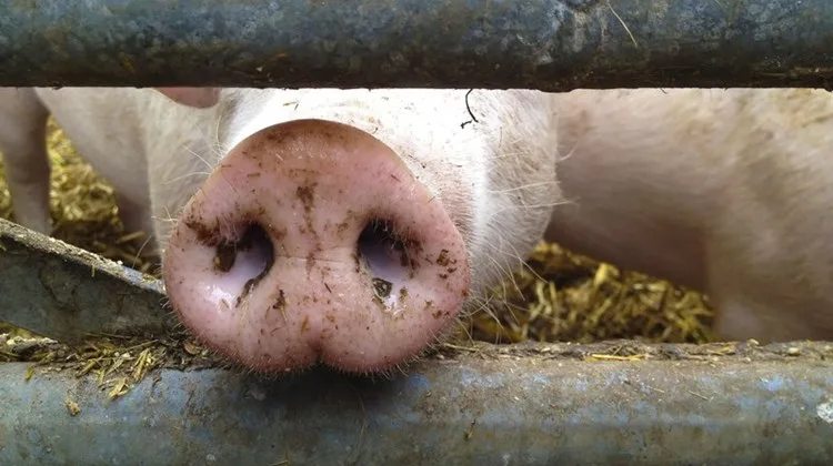 5ccddb0a251d814b1945df29ab99664eded56abe Gemäss Branchenkennern werden die Schweine vom Coop Naturafarm (CNf) Porc-Programm von IP-Suisse übernommen. (Bild Fotolia)