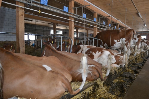 Neue Anbindeställe werden in der Schweiz kaum mehr gebaut. In Deutschland geht der Trend in die selbe Richtung.  (Bild Julia Schwery)