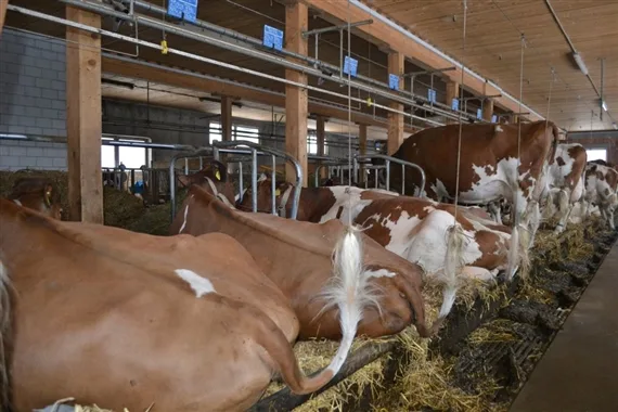 770bc1de2524ec3e844ec9c840d416d8e917e388 Neue Anbindeställe werden in der Schweiz kaum mehr gebaut. In Deutschland geht der Trend in die selbe Richtung. (Bild Julia Schwery)