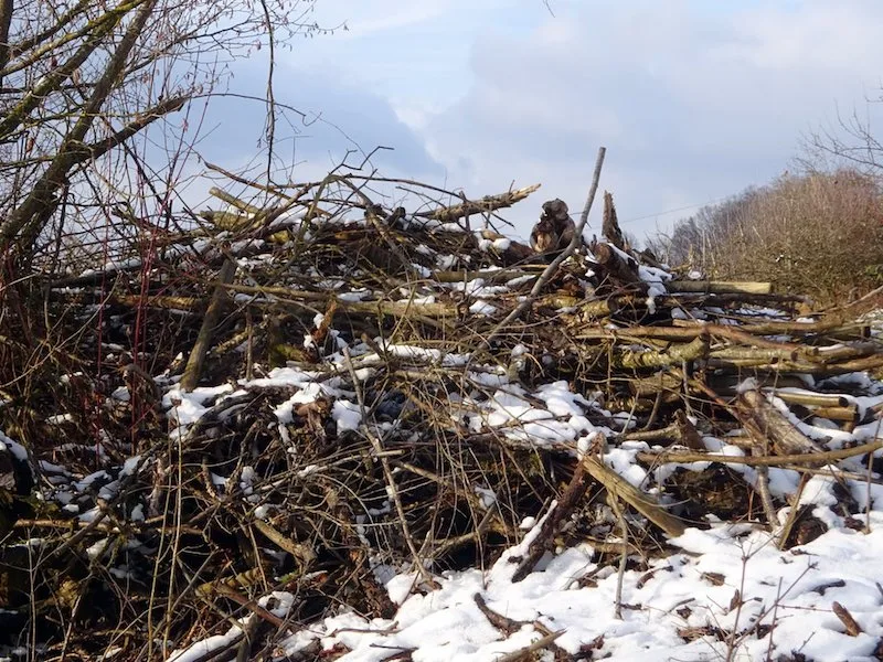 6391c776fb16aa69099bb229261836481c33e0a6 Der Winter ist laut Bird Life die beste Zeit für den Rückschnitt von Gehölzen im Garten und damit die Errichtung von Asthaufen. Ab März sollte man zur Schonung von Brutvögeln nicht zu Astschere und Säge greifen. (Bild Bird Life Schweiz)
