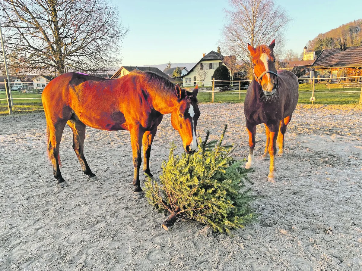 bz-bet3-01-weihnachtssnack Christbaum-Snack: giftiger, als man denkt?