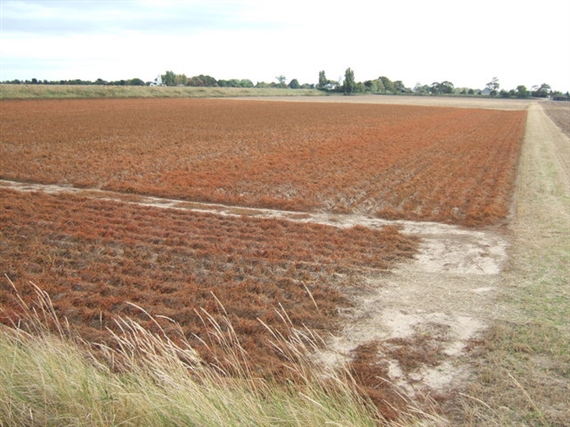 Mit Glyphosat abgebrannte Kartoffelnpflanzen vor der Ernte. (Symbolbild Richard Humphrey)