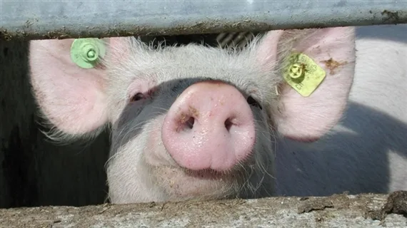 8696cb573938d845d10851b84d19ea3989e69678 Die Schweizer Schweinehalter sind künftig nurmehr in vier Suisseporcs-Sektionen vertreten. (Bild Archiv)