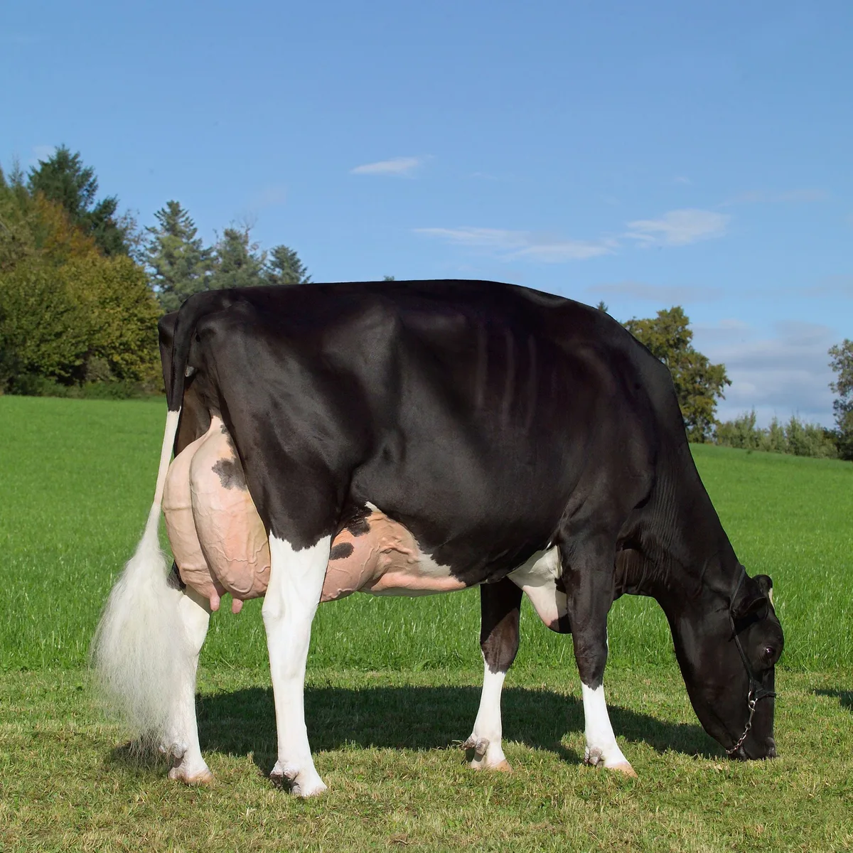 Die diesjährige Siegerin ist Hellender Champion Cortina EX 94 3E GM 7*. (Bild Holstein Switzerland)
