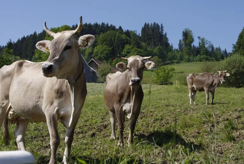 Bei der Tierhaltung redet die Gesellschaft mit. (Bild ji)