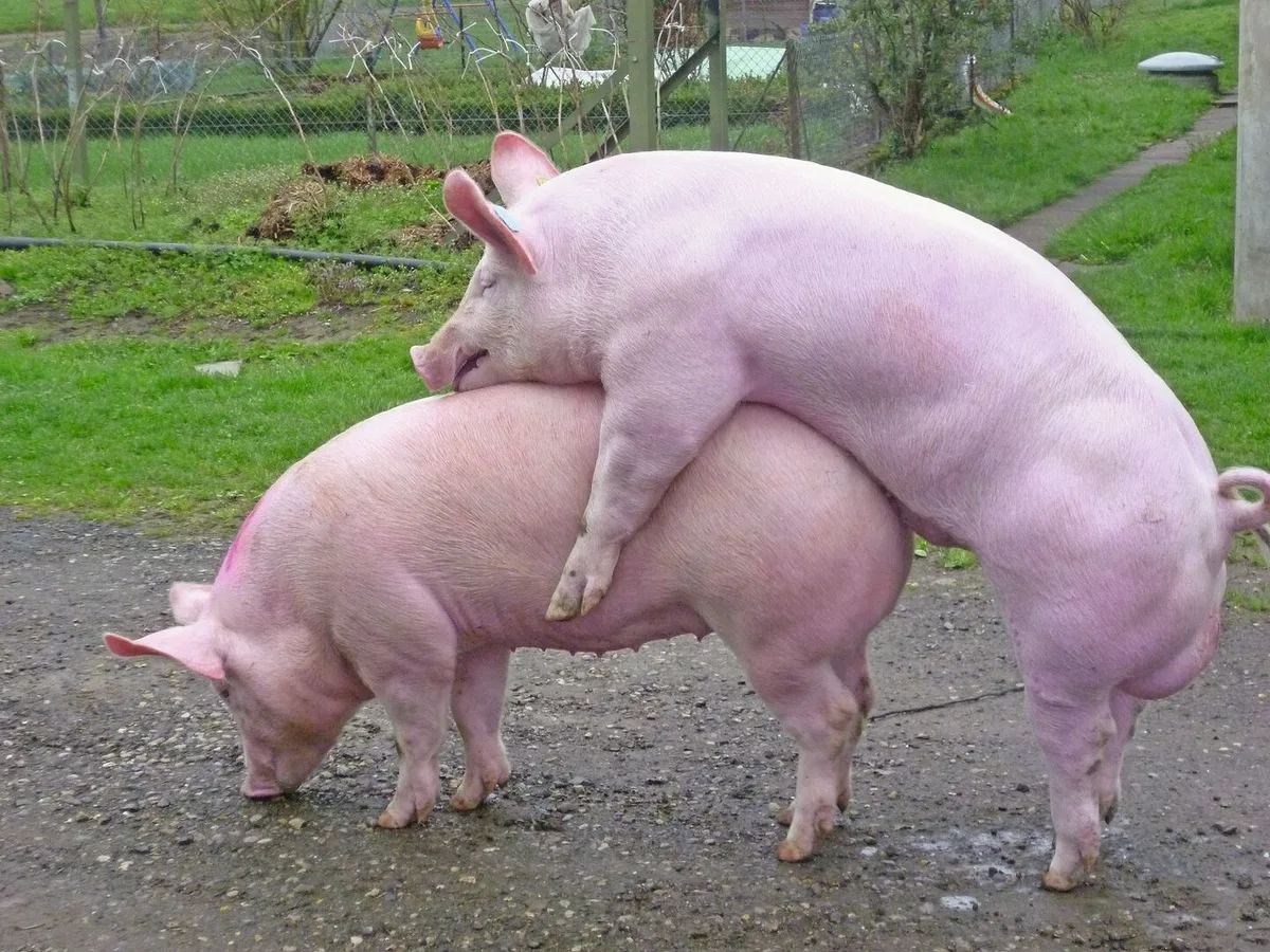 Kommt es zu Umrauschen, kann die Ursache bei der Spermaqualität liegen. Ein Eber, der beim Natursprung Schmerzen zeigt, muss geschont werden. Denn Schmerzen und Infektionen beeinflussen die Spermaqualität negativ.