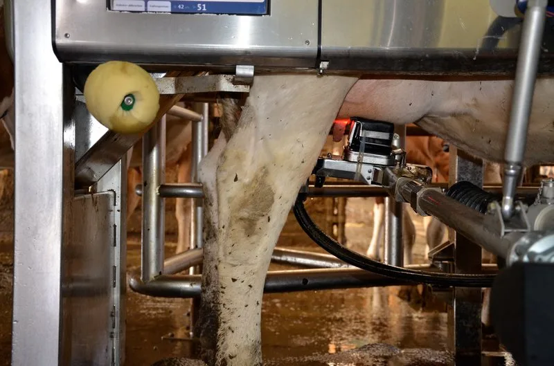 229e821f87198ed879c744a312716008a33966c1 Auf den zweiten Blick hat sich auf dem internationalen Milchmarkt einiges getan. (Bild BauZ)