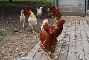Ausgerechnet dort, wo der Konsument angeblich hin will, beim kleinen Bioproduzenten, wird Rüegg Gallipor fehlen.