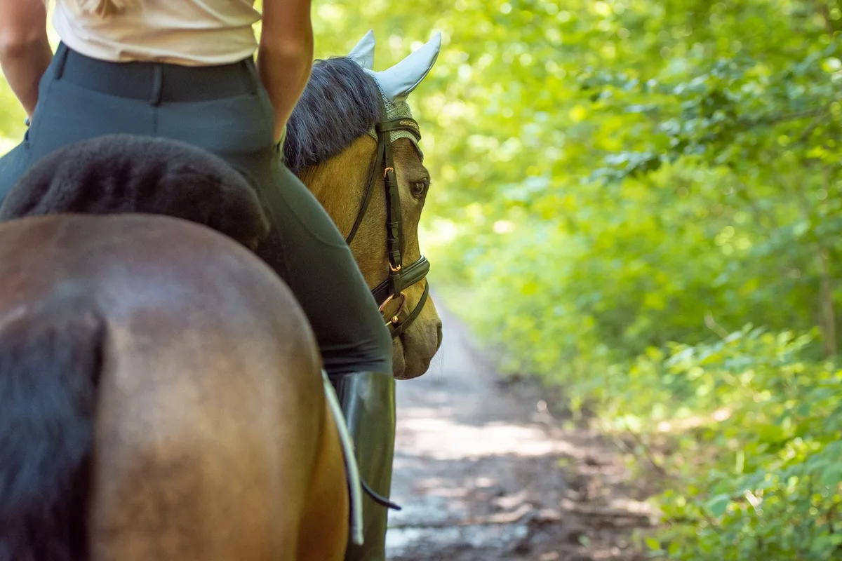 reiten_pixabay Damit das Pferd seinen Platz auf dem Land nicht verliert