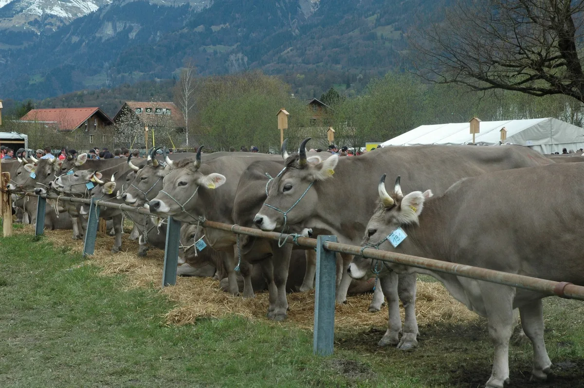 stimmunb_1 Erfolgreiche Braunviehschau im Haslital
