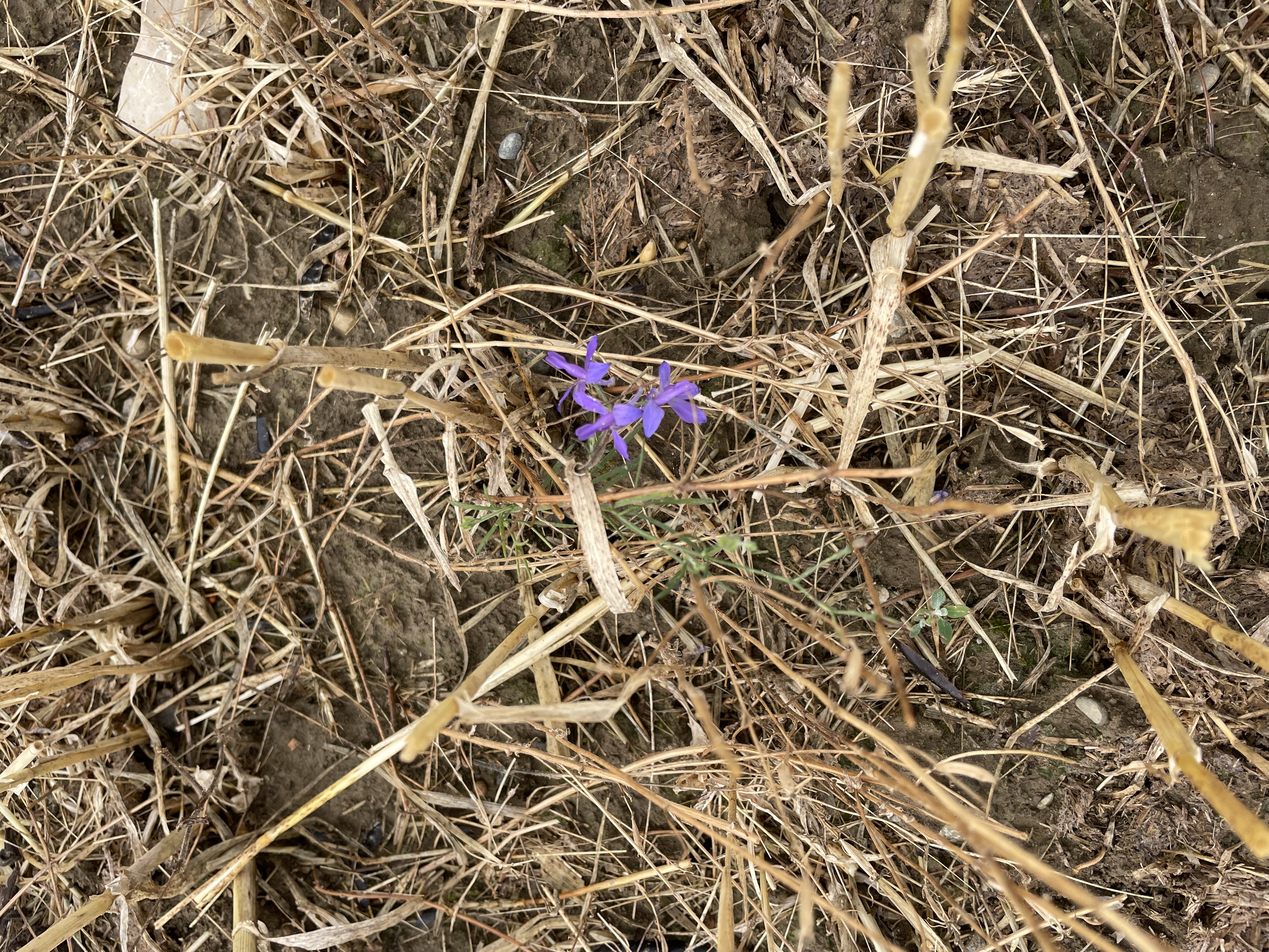Der seltene Acker-Rittersporn bildet seine Samen nach der Ernte in stehenden Stoppelbrachen.