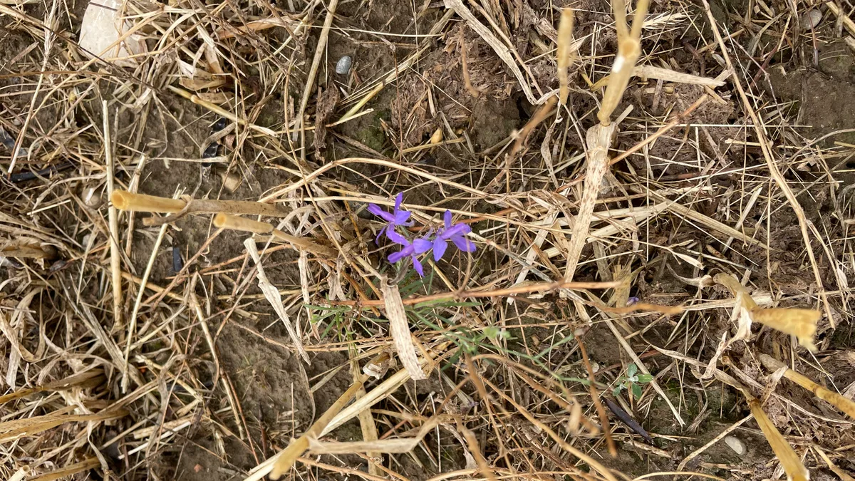 IMG_8577.jpeg Der seltene Acker-Rittersporn bildet seine Samen nach der Ernte in stehenden Stoppelbrachen.