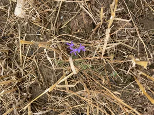 Der seltene Acker-Rittersporn bildet seine Samen nach der Ernte in stehenden Stoppelbrachen.