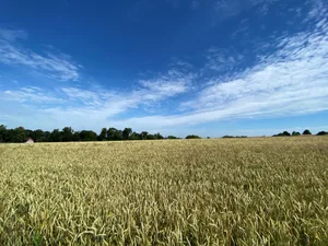 Die Speicherung im Erntegut zu bilanzieren, ist heikel.