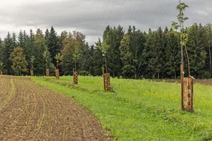 Auf dem Katzhof wurden die Keylines mit Kastanienbäumen kombiniert.