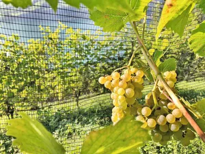 Aktuell beträgt die Rebfläche mit pilzwiderstandsfähigen Reben – wie hier Seyval blanc in Quinten SG – lediglich drei Prozent.