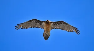 Als einzige Geierart hat sich der Bartgeier auf die Verwertung von Knochen verendeter Tiere spezialisiert. Wegen dieser speziellen Ernährungsweise unterscheidet sich der Bartgeier in vielen Aspekten von anderen Geierarten.