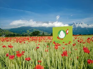 Bio hat im Bereich Pflanzenbau, so auch bei Getreide, noch viel Potenzial. Nicht einfach ist es im teils bereits gesättigten Milch- und Fleischmarkt. (Bild Bio Suisse)